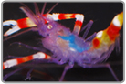 Blue Coral Banded Shrimp